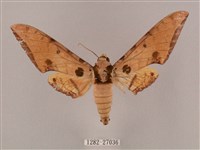 裂斑鷹翅天蛾藏品圖，第1張