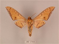 裂斑鷹翅天蛾藏品圖，第2張