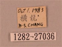 裂斑鷹翅天蛾藏品圖，第3張