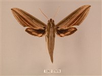 棕綠背線天蛾藏品圖，第1張