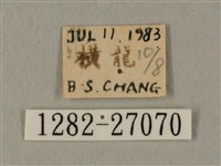 棕綠背線天蛾藏品圖，第3張