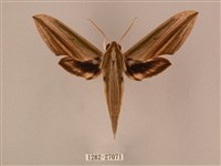 棕綠背線天蛾藏品圖，第1張