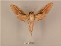 棕綠背線天蛾藏品圖，第2張