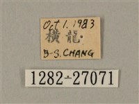 棕綠背線天蛾藏品圖，第3張