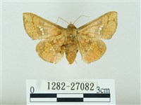 琉球雲紋網蛾藏品圖，第1張