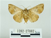 琉球雲紋網蛾藏品圖，第2張