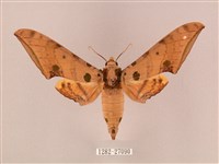 裂斑鷹翅天蛾藏品圖，第1張