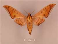 裂斑鷹翅天蛾藏品圖，第2張