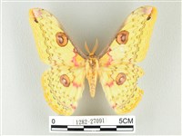 黃豹天蠶蛾藏品圖，第1張