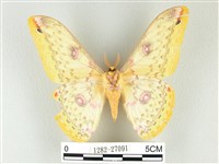 黃豹天蠶蛾藏品圖，第2張