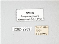 黃豹天蠶蛾藏品圖，第3張