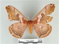 綠目天蠶蛾藏品圖，第1張