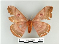 綠目天蠶蛾藏品圖，第2張