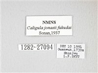 綠目天蠶蛾藏品圖，第3張