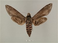 蝦殼天蛾藏品圖，第1張