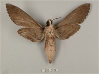 蝦殼天蛾藏品圖，第2張