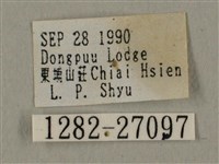 蝦殼天蛾藏品圖，第3張