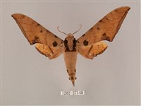 裂斑鷹翅天蛾藏品圖，第1張