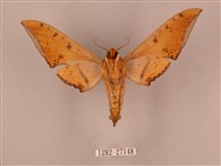 裂斑鷹翅天蛾藏品圖，第2張