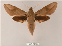 藏斜紋天蛾藏品圖，第1張