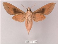 藏斜紋天蛾藏品圖，第2張