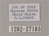 藏斜紋天蛾藏品圖，第3張