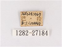 閃灰蝶藏品圖，第3張
