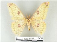 黃豹天蠶蛾藏品圖，第2張