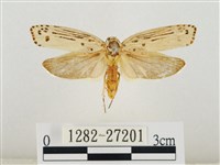 線紋篩蛾藏品圖，第1張