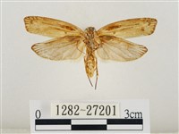 線紋篩蛾藏品圖，第2張