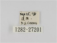 線紋篩蛾藏品圖，第3張