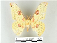 黃豹天蠶蛾藏品圖，第1張