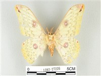 黃豹天蠶蛾藏品圖，第2張