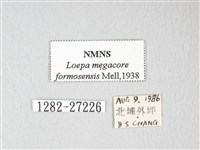 黃豹天蠶蛾藏品圖，第3張