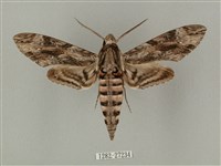 蝦殼天蛾藏品圖，第1張