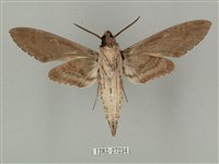 蝦殼天蛾藏品圖，第2張