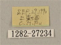 蝦殼天蛾藏品圖，第3張