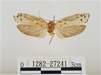 線紋篩蛾藏品圖，第1張