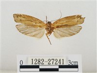 線紋篩蛾藏品圖，第2張