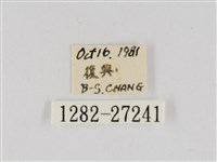 線紋篩蛾藏品圖，第3張