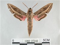 銀條斜線天蛾藏品圖，第1張