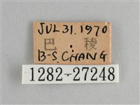 黑脈樺斑蝶藏品圖，第3張
