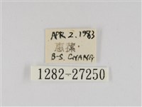 線紋篩蛾藏品圖，第3張