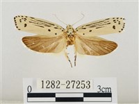 線紋篩蛾藏品圖，第1張