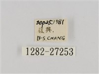 線紋篩蛾藏品圖，第3張