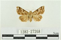 弧角散紋夜蛾藏品圖，第1張