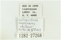 弧角散紋夜蛾藏品圖，第3張