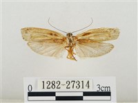 線紋篩蛾藏品圖，第2張