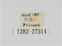 線紋篩蛾藏品圖，第3張