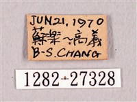 臺灣洒灰蝶藏品圖，第3張